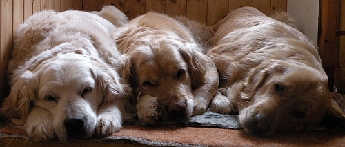 Ours "grandmums" 04/2010: Niky - 12 years, Dina - 11years, Aura - 8 years ...  :-)
