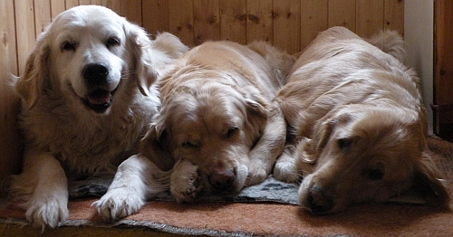 Ours "grandmums" 04/2010: Niky - 12 years, Dina - 11years, Aura - 8 years ...  :-)